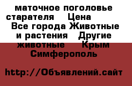 маточное поголовье старателя  › Цена ­ 2 300 - Все города Животные и растения » Другие животные   . Крым,Симферополь